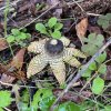 CHAMPIGNON. ASTRAEUS HYGROMETRICUS. Ce champignon a la capacité de s'ouvrir par temps humide pour expulser ses spores et de se refermer par temps secs. ALAIN LEROY